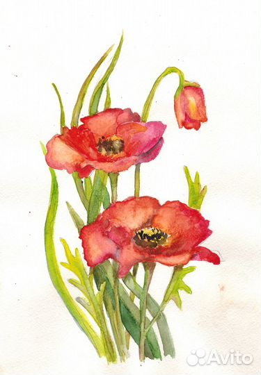 Акварели с цветами Маки,Тюльпаны,Нарциссы,Ирисы