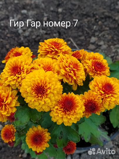 Хризантемы мультифлора, гвоздика ампельная