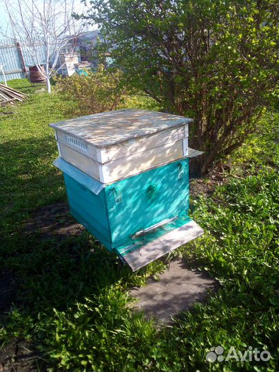 Продам пасеку