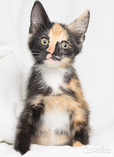 Котята с пестрым окрасом, малыши черепашки в дар