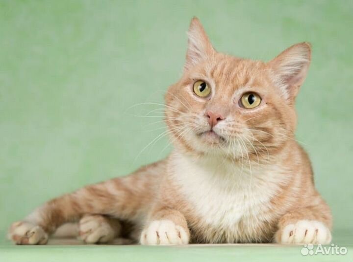 Лавр ищет дом