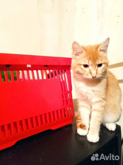 Кошка-подросток