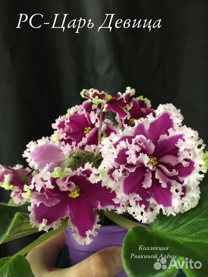 Сортовые фиалки