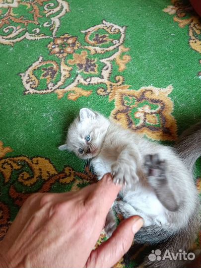 Котята