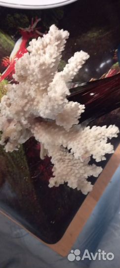 Морские кораллы