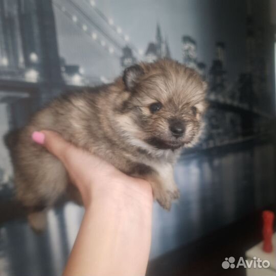 Шпиц малый немецкий