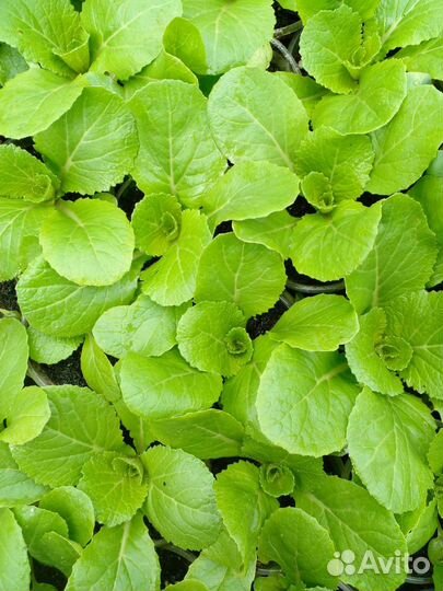 Рассада ранней капусты