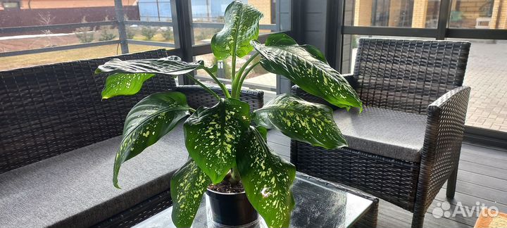 Диффенбахия цветы