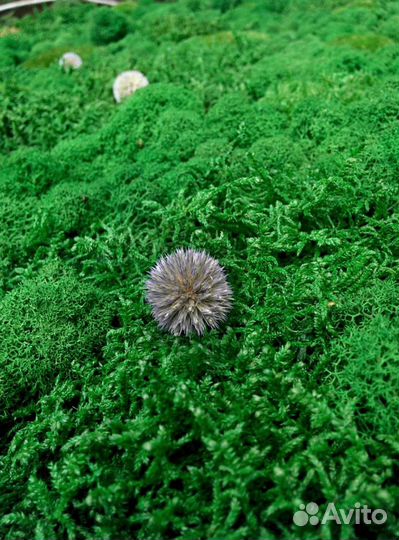 Стабилизированный мох Симферополь