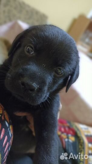 Щенки лабрадора
