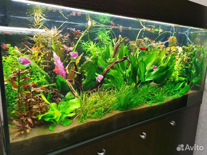 Аквариум