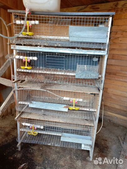Клетка для перепелок