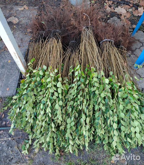 Блестящий кизильник 2х летка