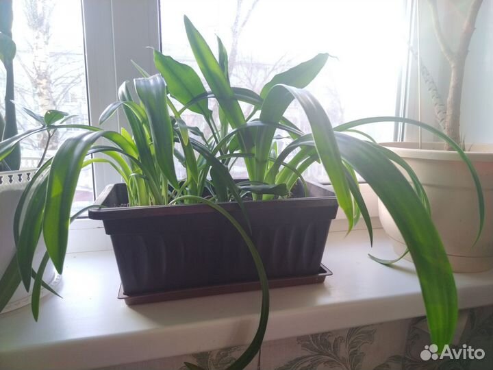 Цветы домашние