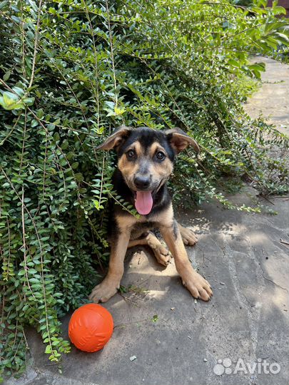 Щенки метисы овчарки в добрые руки