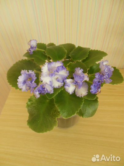 Мини фиалки взрослые цветущие