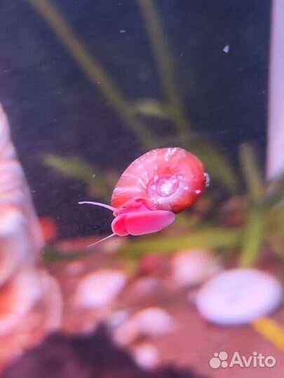 Улитки мелании