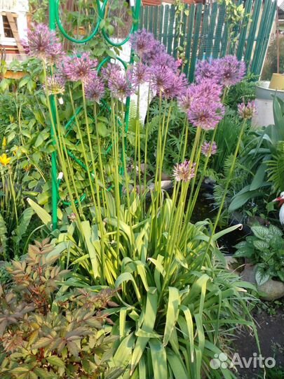 Растения цветы для сада