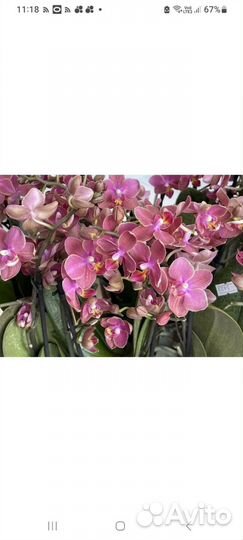 Орхидеи подростки 1,7