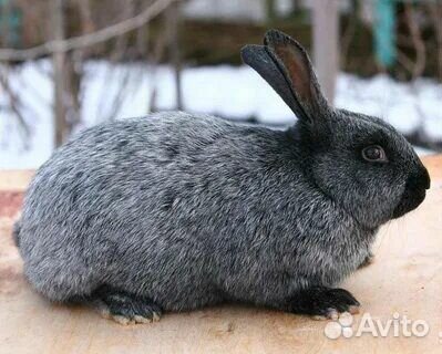 Продам кроликов