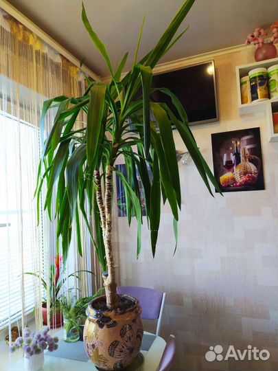 Комнатные цветы юкка
