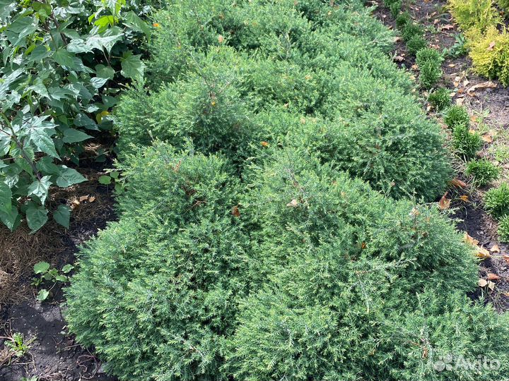 Туя вересковидная