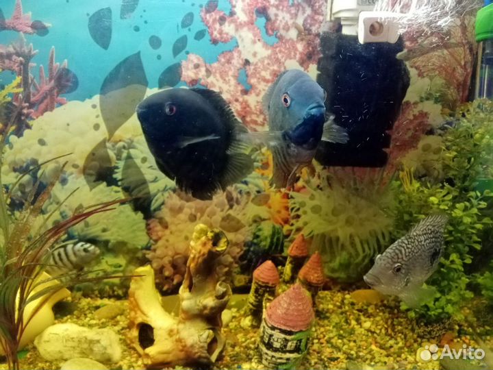 Аквариум с рыбками