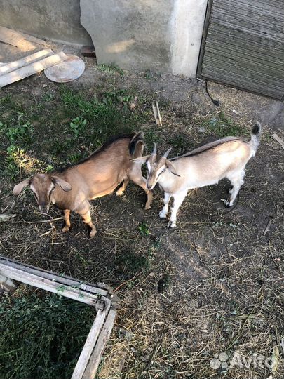 Альпийская 75 Козочка