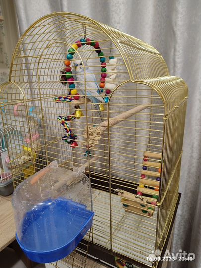 Волнистый попугай