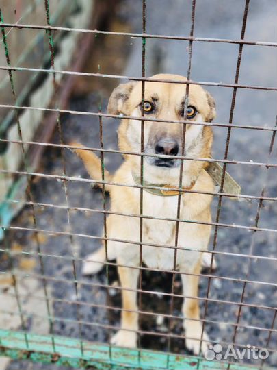 Собака грустит в приюте