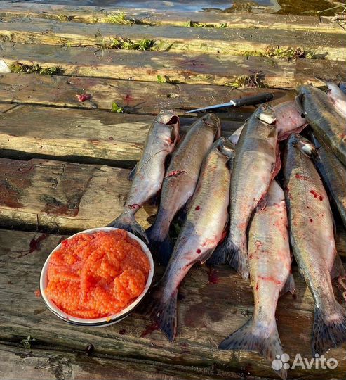 Горбуша охлажденная икорная из Белого моря