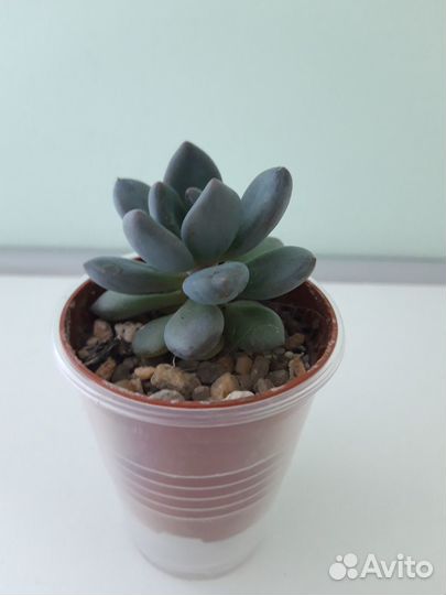 Суккуленты: Опунция, Эхеверия, Крестовник