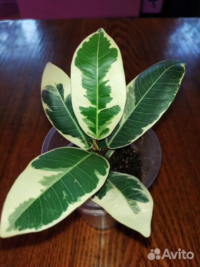 Фикус микрокарпа альбомаргината