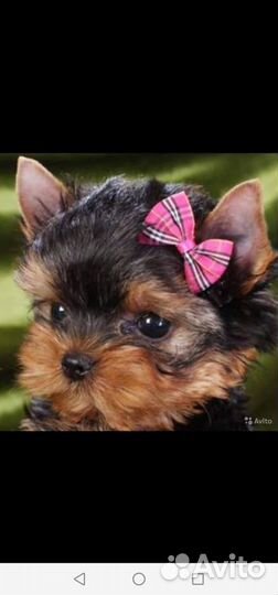 Мини йорки беби фейс