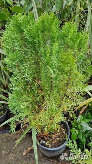 Кедр,сосна,туя,туевик,можжевельник,кипарис,криптом