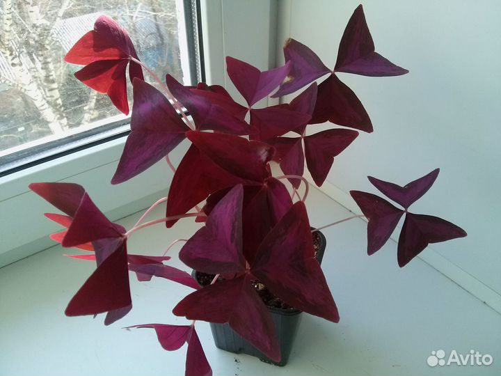 Кислица оксалис