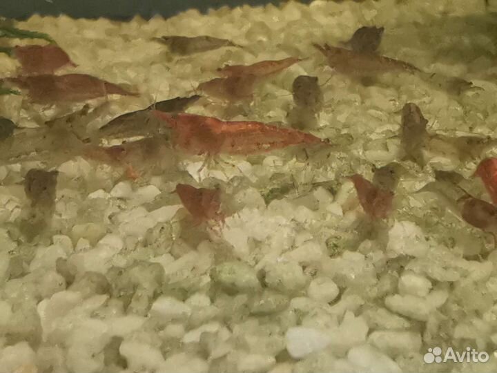 Аквариумные креветки