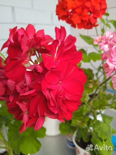Герани Разные сорта