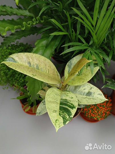 Комнатные растения в Туле, отправки почтой