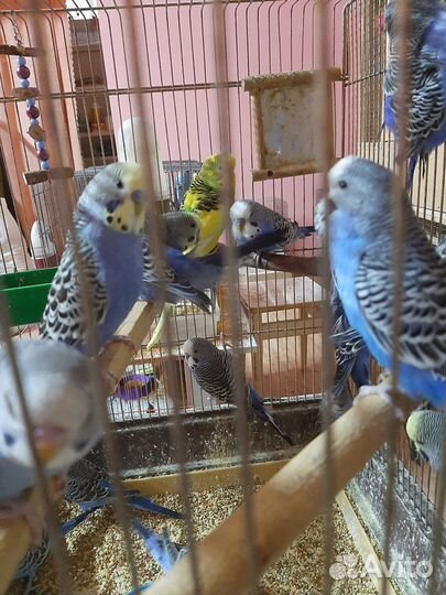 Попугаи смесь