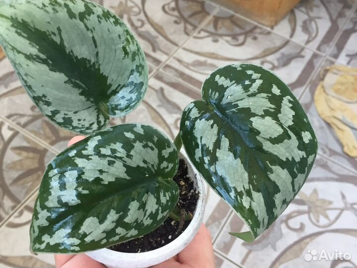 Сциндапус Пиктус