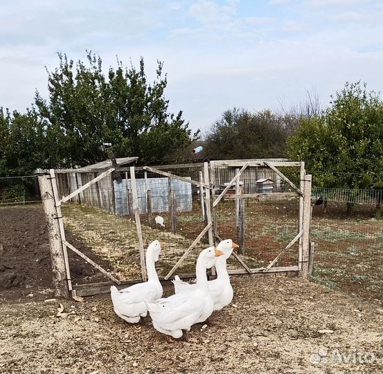 Холмогорские гуси