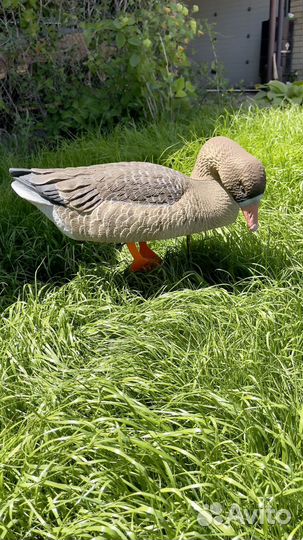 Чучела гусей поле- вода