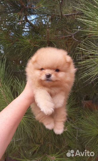 Померанский шпиц мини