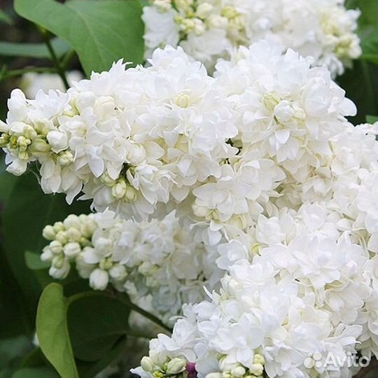 Продаю штамбовую сирень, привитую