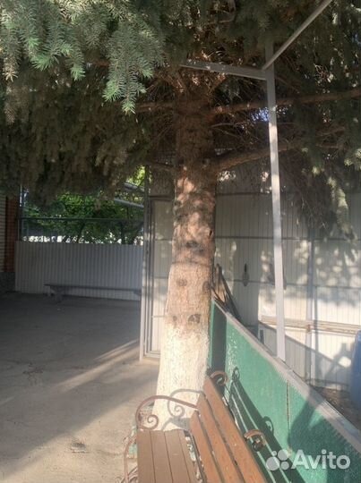 Ель голубая