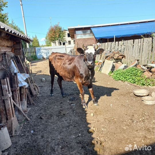 Нетель,коровы