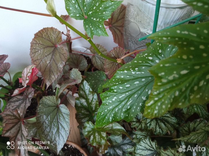 Бегония кейн(тростниковая)