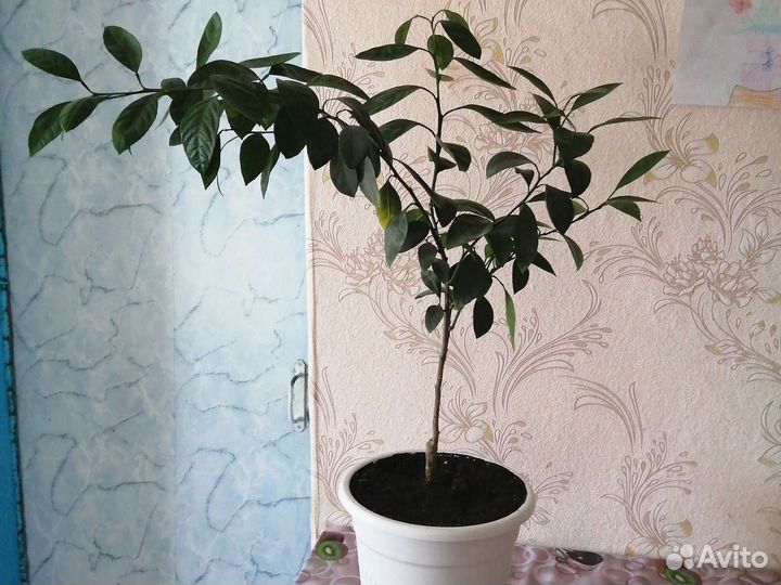 Комнатный мандарин