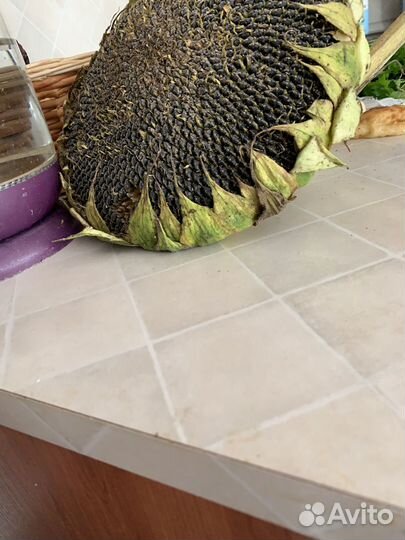 Подсолнух для попугая свежий бесплатно